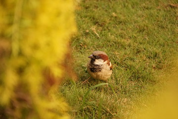 sparrow in the grass