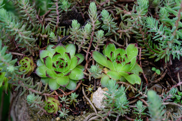 Background of different mixed little green succulent plants with fresh leaves in a garden pot in direct sunlight during summer