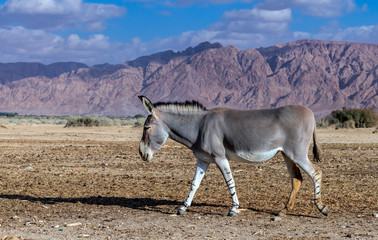 Somali wild donkey (Equus africanus). This species is extremely rare both in nature and in captivity. 