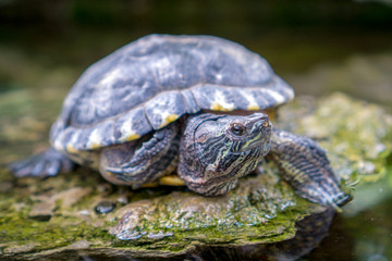 Obraz premium The yellow-bellied slider (Trachemys scripta scripta) is a land and water turtle belonging to the family Emydidae. This subspecies of pond slider is native to the southeastern United States.