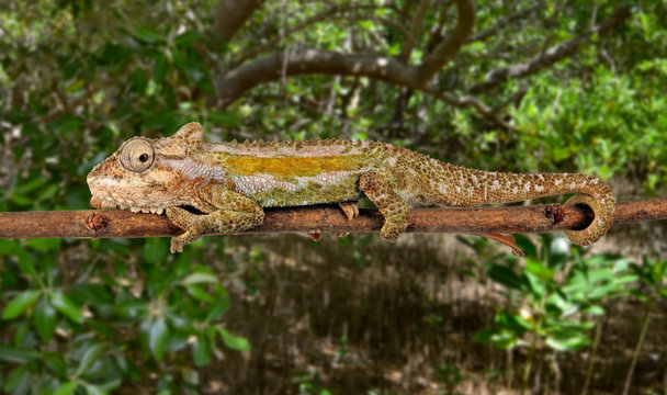 Natal Midlands dwarf chameleon / S&uuml;dafrikanisches Zwergcham&auml;leon (Bradypodion thamnobates)