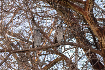 A pair of African Scops-Owls (Otus Senegalensis) perched in a tree, Amboseli National Park, Kenya