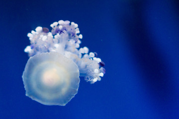 Dancing Phyllorhiza punctata jellyfish in the water. also known as the floating bell, Australian spotted jellyfish, brown jellyfish or the white-spotted jellyfish. It is native to the western Pacific.