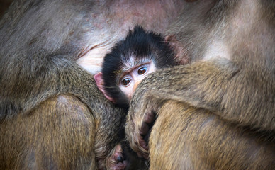 Papio hamadryas primate family male female kid baby sitting at the zoo