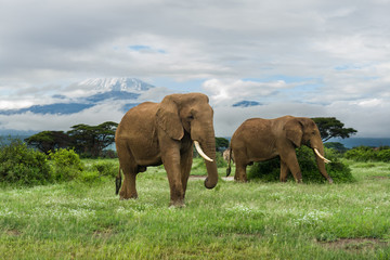 African bush elephants (loxodonta africana) with Mount Kilimanjaro in background, Amboseli National Park, Kenya