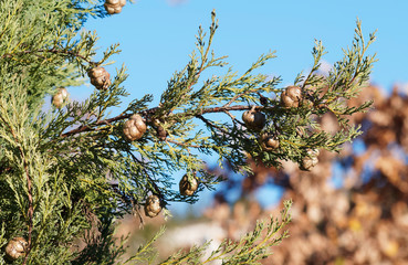 Gros plan sur cônes femelles brun-gris d'aspect globuleux et écailleux du cyprès de Provence ou Cupressus sempervirens au mince feuillage imbriqué vert bleuté 