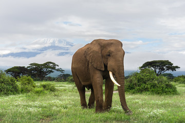 Obraz premium Słoń afrykański (loxodonta africana) z Kilimandżaro w tle, Park Narodowy Amboseli, Kenia