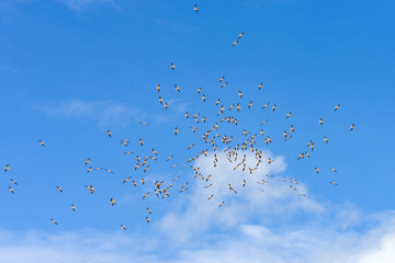 A large flock of Great white pelicans (Pelecanus onocrotalus) flying against a blue sky, Amboseli National Park, Kenya