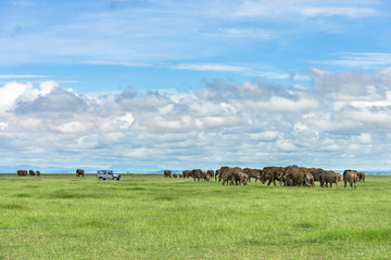 Large herd of African bush elephant (loxodonta africana) walking past 4x4 vehicle on open grassland, Amboseli National Park, Kenya