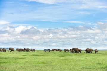 Large herd of African bush elephant (loxodonta africana) walking past 4x4 vehicle on open grassland, Amboseli National Park, Kenya