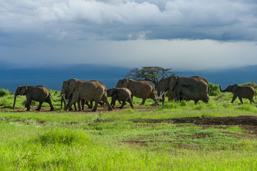Fototapeta premium Large herd of African bush elephant (loxodonta africana) walking in open grassland, Amboseli National Park, Kenya