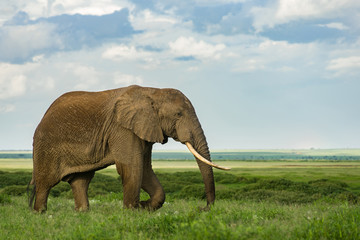 Fototapeta na wymiar Male African bush elephant (loxodonta africana) with large tusks, Amboseli National Park, Kenya