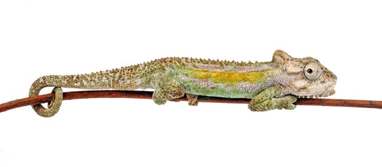Natal Midlands dwarf chameleon / Südafrikanisches Zwergchamäleon (Bradypodion thamnobates) © bennytrapp