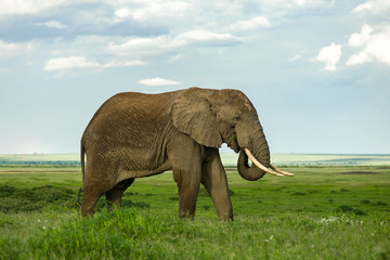 Fototapeta premium Male African bush elephant (loxodonta africana) with large tusks, Amboseli National Park, Kenya