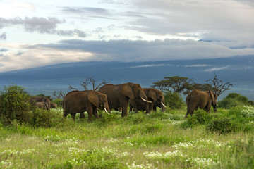 Fototapeta na wymiar Large herd of African bush elephant (loxodonta africana) walking in open grassland, Amboseli National Park, Kenya