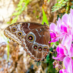 The owl butterflies, the genus Caligo, are known for their huge eyespots, which resemble owls'...