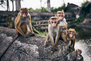Zelfklevend Fotobehang Group of cute monkeys © Chalabala