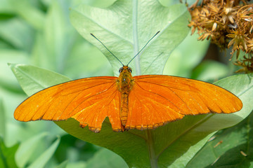 orange wide butterfly on a leaf