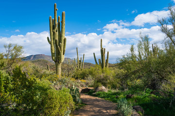 Hiking trail at Spur Cross Ranch Conservation Area in Cave Creek Arizona