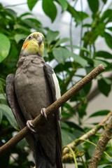 The cockatiel (Nymphicus hollandicus), also known as weiro bird, or quarrion, is a bird that is a member of its own branch of the cockatoo family endemic to Australia. They are prized as household pet