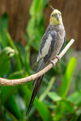 The cockatiel (Nymphicus hollandicus), also known as weiro bird, or quarrion, is a bird that is a member of its own branch of the cockatoo family endemic to Australia. They are prized as household pet