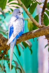 Budgerigar parrot (white and blue bird) on a branch