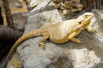 Big yellow lizard on rocks in the semi shade