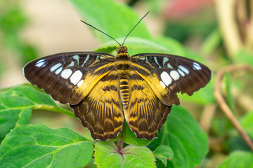 yellow and brown butterfly with white spots on a leaf