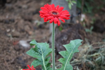 red transvaal daisy in a garden