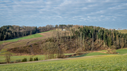 Fototapeta na wymiar Gerodeter Wald im Winter