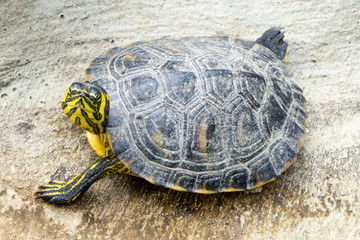The yellow-bellied slider (Trachemys scripta scripta) is a land and water turtle belonging to the family Emydidae. This subspecies of pond slider is native to the southeastern United States.