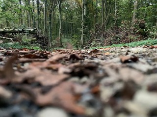 mushrooms in forest