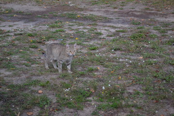 fallow deer in the forest