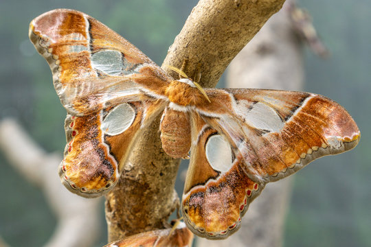 Attacus atlas, the Atlas moth, is a large saturniid moth endemic to the forests of Asia Here standing on a granch of a tree in the day
