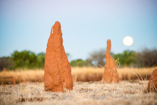 Large ant hills at dusk while the moon rises in the background.