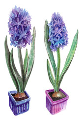 watercolor illustration - purple and blue potted hyacinths