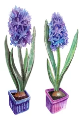 Glasschilderij Hyacint aquarel illustratie - paarse en blauwe ingemaakte hyacinten