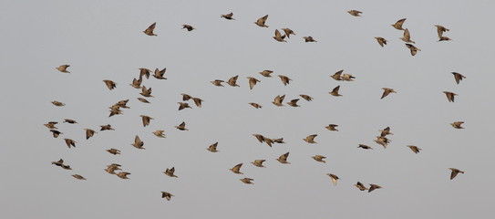 Flock of birds on blue sky, Starling, Sturnus vulgaris