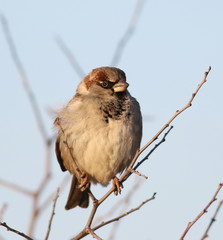 House Sparrow on branch, Passer domesticus