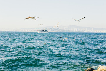 Seagulls on the shore of the pond