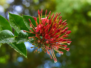 Little red flower buds on bushes with raindrops