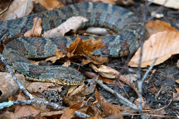 Close-up of the head of a Northern Water Snake (Nerodia sipedon) 