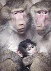 Papio hamadryas primate family male female kid baby sitting at the zoo