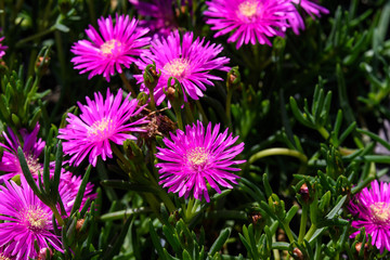 Fototapeta premium Group of pink magenta flowers of Delosperma cooperi or Mesembryanthemum cooperi, commonly known as Trailing or Hardy Ice plant, or Pink Carpet, in a garden in a sunny summer day
