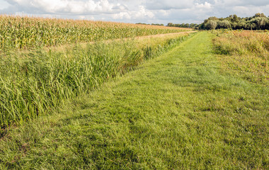 Fototapeta premium Along the field with maize cultivation
