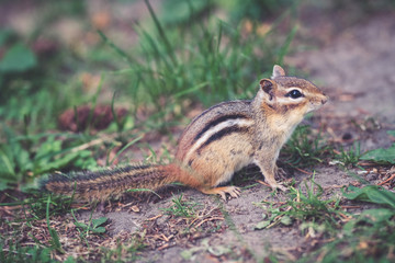 Naklejka na ściany i meble A chipmunk looking for food in an urban park
