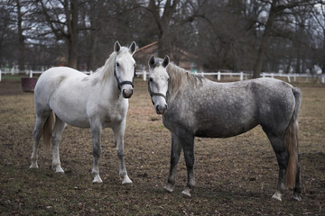 Two young white horses of Kladrubsky race in horse farm in Czech Republic grazing on pasture land during the cold winter day. Kladrubsky is one of the oldest european horse breeds, heritage of Czech.