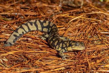 Eastern tiger salamander on a bed of pine needles - Ambystoma tigrinum