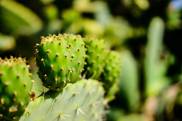 cactus in the garden
