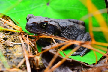Anura